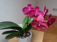 Engrais pour orchidée : Nos astuces de grand-mère engrais pour orchidée
