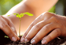 Fabriquer un engrais naturel pour les plantes