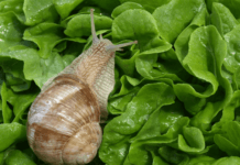 Protéger les plantes contre les escargots et limaces