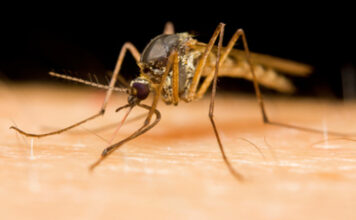 Huiles essentielles anti-moustiques