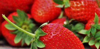 conservation des fraises