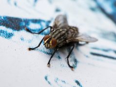 Enlever les taches de mouche – Astuces de grand-mère