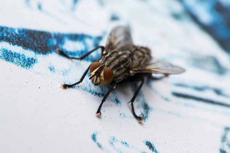 Enlever les taches de mouche – Astuces de grand-mère