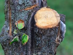 Comment faire du mastic cicatrisant pour arbre ? mastic cicatrisant pour arbre