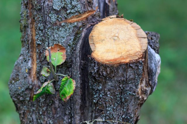 mastic cicatrisant pour arbre