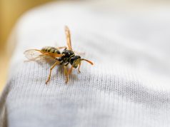 Piqûre de guêpe : 10 remèdes naturels Piqûre de guêpe remèdes naturels