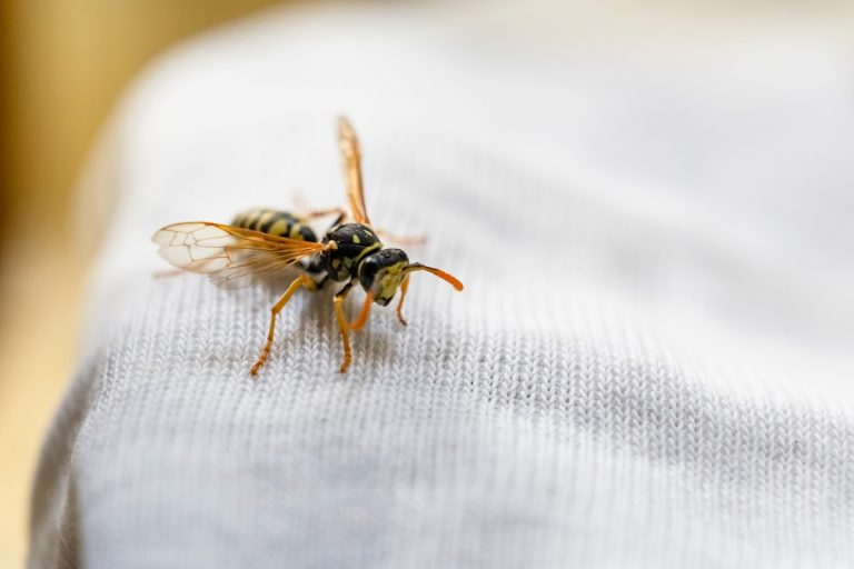 Piqûre de guêpe : 10 remèdes naturels