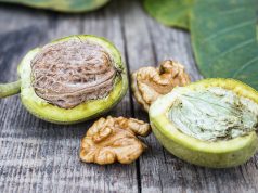 Vin de noix : La recette de grand-mère recette de grand-mère du vin de noix