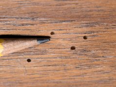 Astuces pour traiter un meuble vermoulu traiter un meuble vermoulu