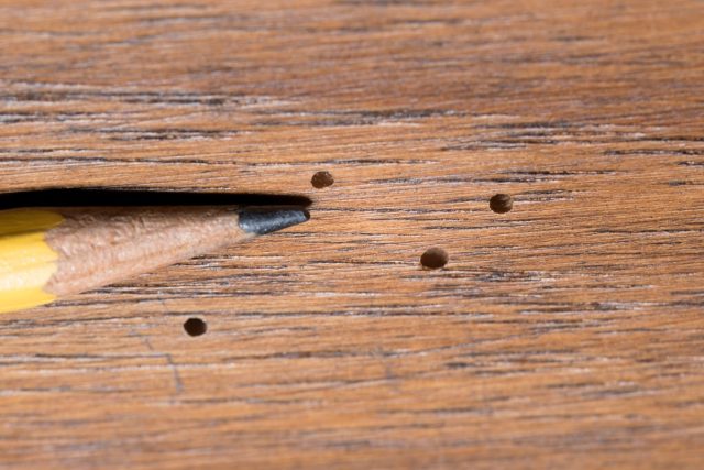 traiter-meuble-vermoulu traiter un meuble vermoulu