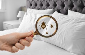 4 astuces approuvées pour se débarrasser des punaises de lit punaises de lit