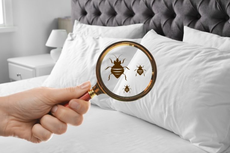 4 astuces approuvées pour se débarrasser des punaises de lit