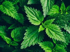 Les piqûres d’orties : Remèdes de grand-mère remèdes grand-mère piqûres d’orties