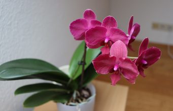 Engrais pour orchidée : Nos astuces de grand-mère engrais pour orchidée