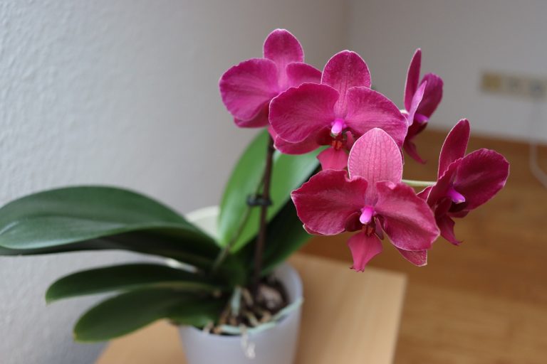 Engrais pour orchidée : Nos astuces de grand-mère