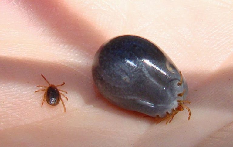 4 répulsifs naturels pour lutter contre les tiques