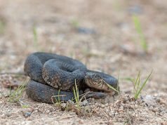 Faire un répulsif pour vipère répulsif pour vipère