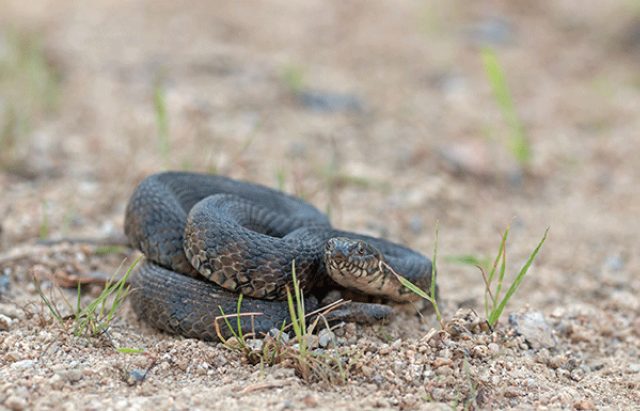 répulsif pour vipère