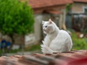10 astuces naturelles pour faire fuir les chats de votre jardin facilement