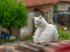 10 astuces naturelles pour faire fuir les chats de votre jardin facilement