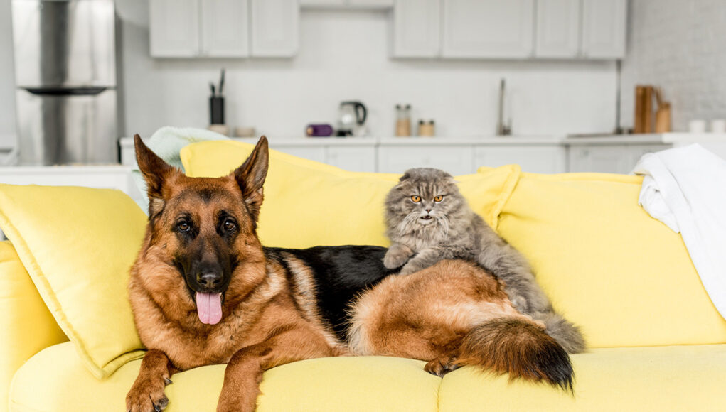 odeurs animaux à la maison
