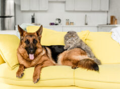 Animaux à la maison : 5 astuces imparables pour dire adieu aux mauvaises odeurs ! odeurs animaux à la maison