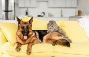 Animaux à la maison : 5 astuces imparables pour dire adieu aux mauvaises odeurs ! odeurs animaux à la maison