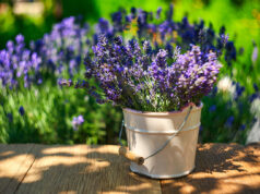 5 plantes anti-moustiques à installer chez vous pour un été plus tranquille