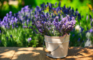 5 plantes anti-moustiques à installer chez vous pour un été plus tranquille