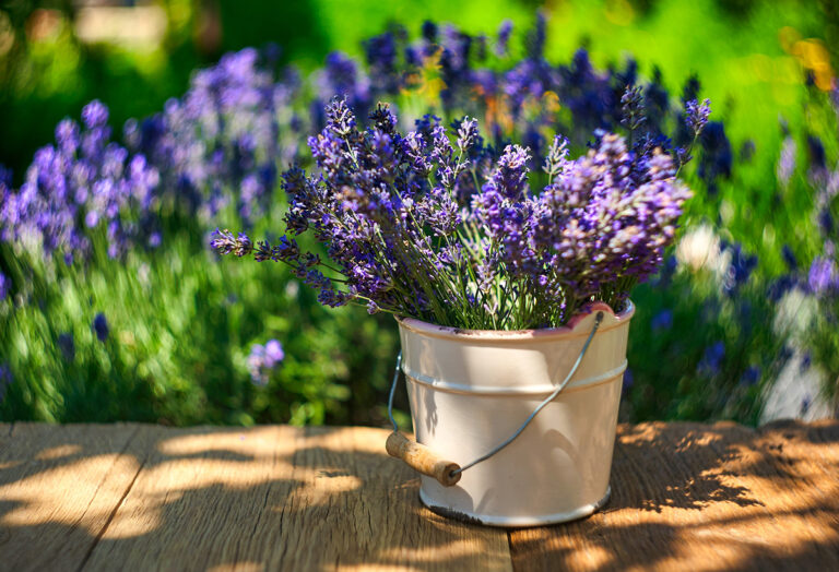 5 plantes anti-moustiques à installer chez vous pour un été plus tranquille