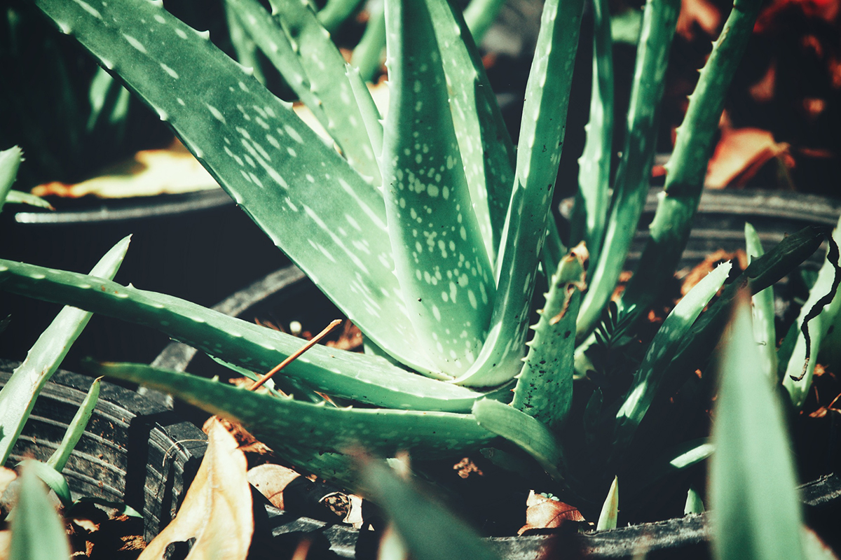 photo plante Aloe Vera
