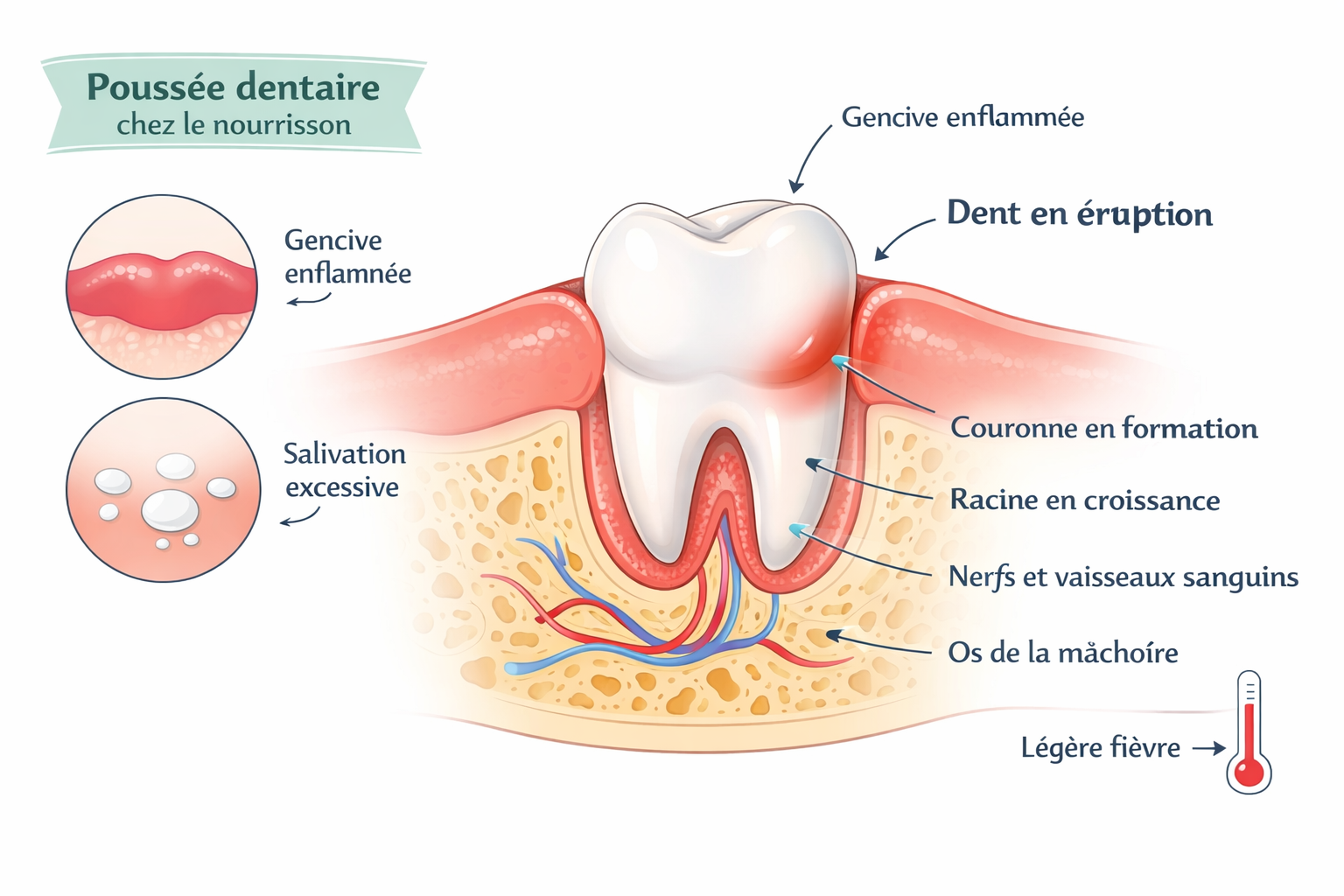 Astuces de grand-mère pour soulager la poussée dentaire de bébé