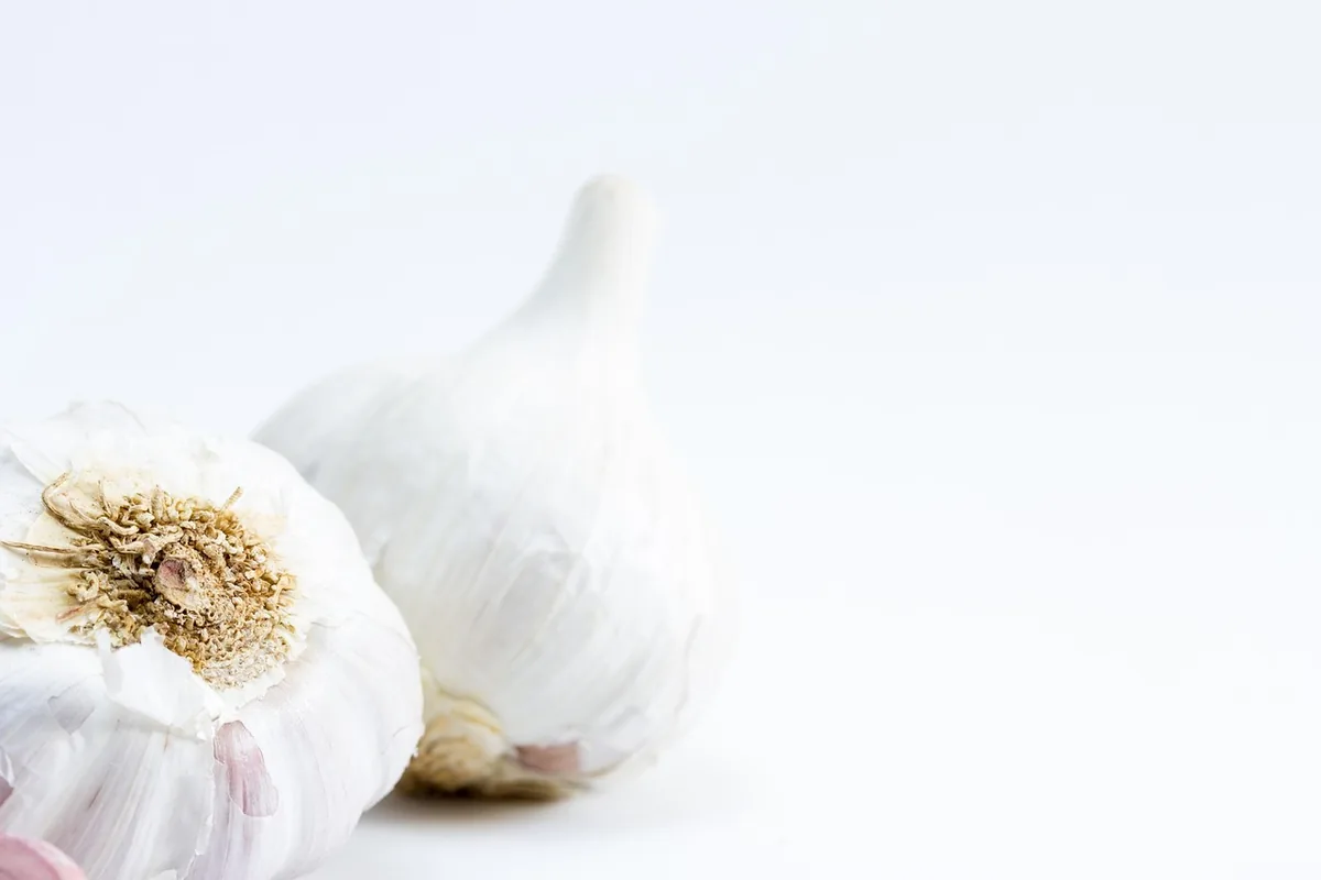 Bulbes et caïeux d’ail prêts à être plantés