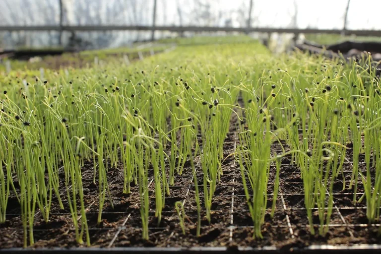 Ail cultivé au potager pour une plantation d’automne