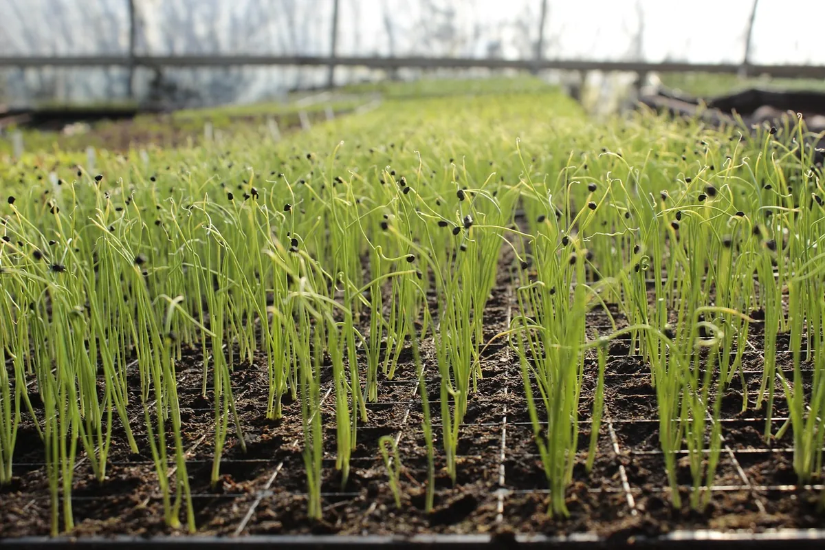 Ail cultivé au potager pour une plantation d’automne