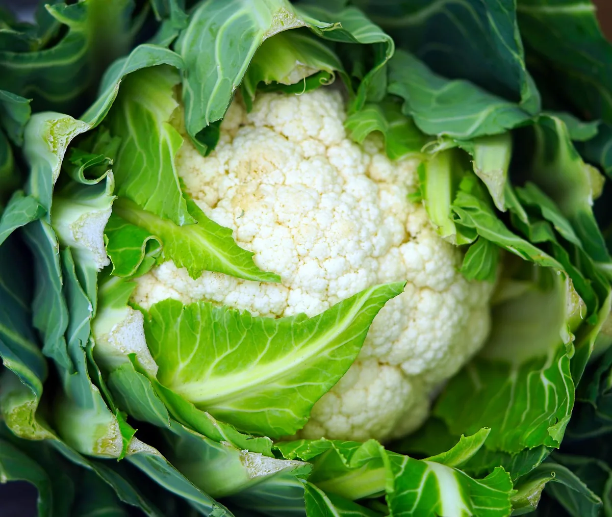 Chou-fleur frais entier avant découpe et cuisson