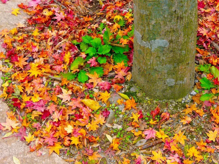 Feuilles d’automne rassemblées dans un jardin