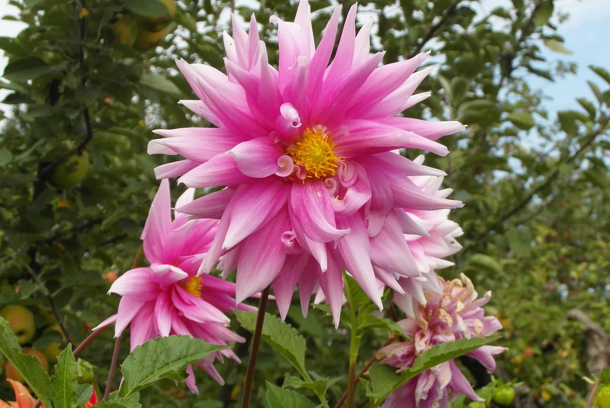 Massif de dahlias roses avant l’arrivée du froid
