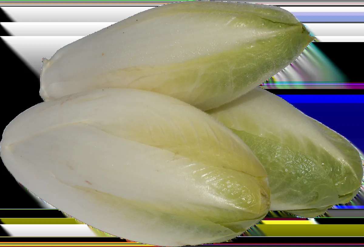 Endives au jambon gratinées : la recette traditionnelle