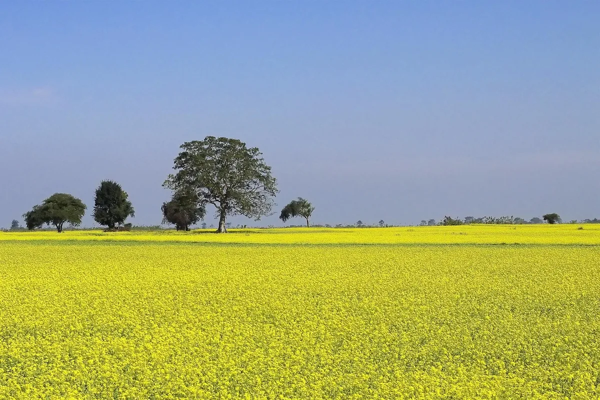 Moutarde jaune cultivée pour couvrir une parcelle