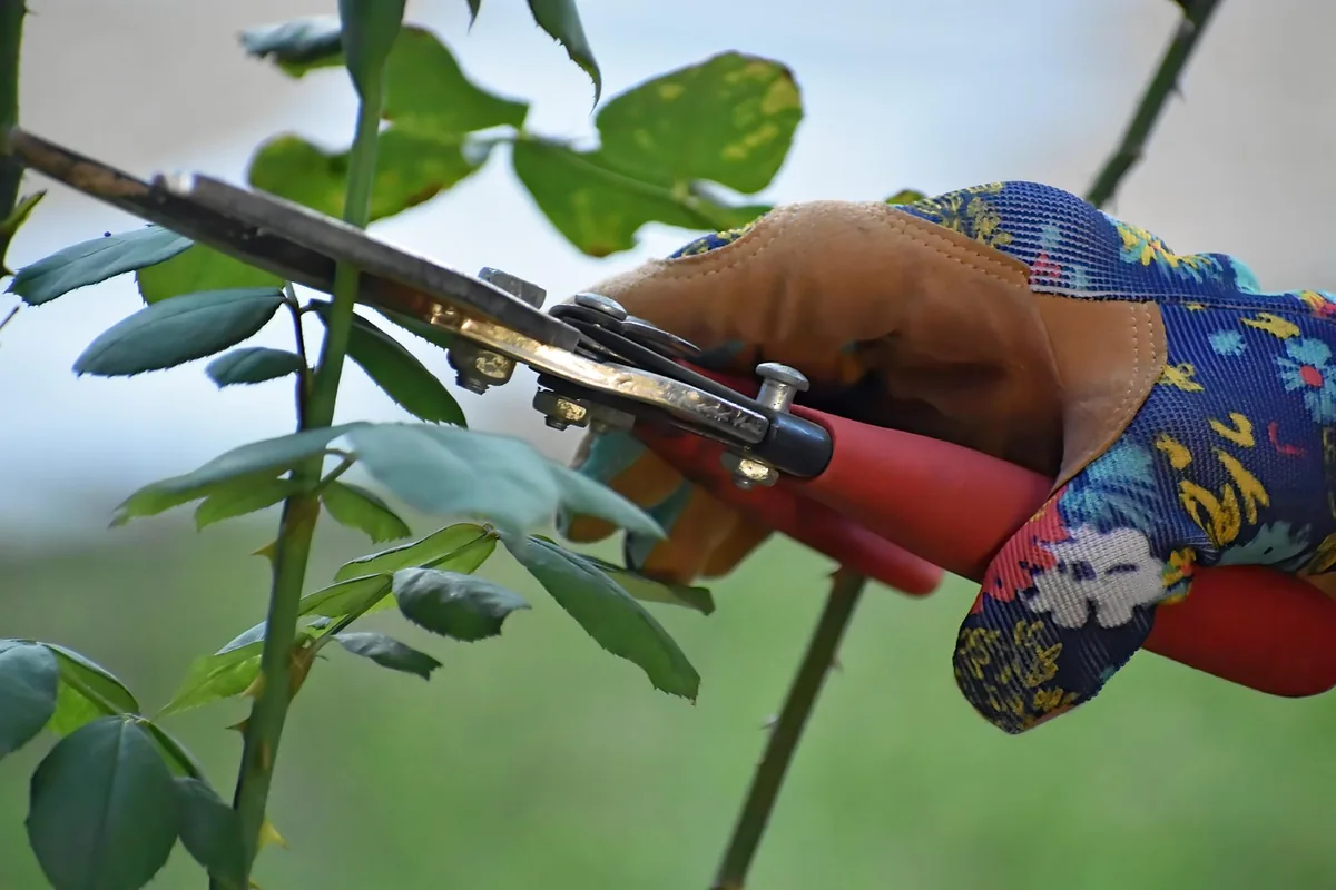 Sécateur propre utilisé pour une taille précise au jardin