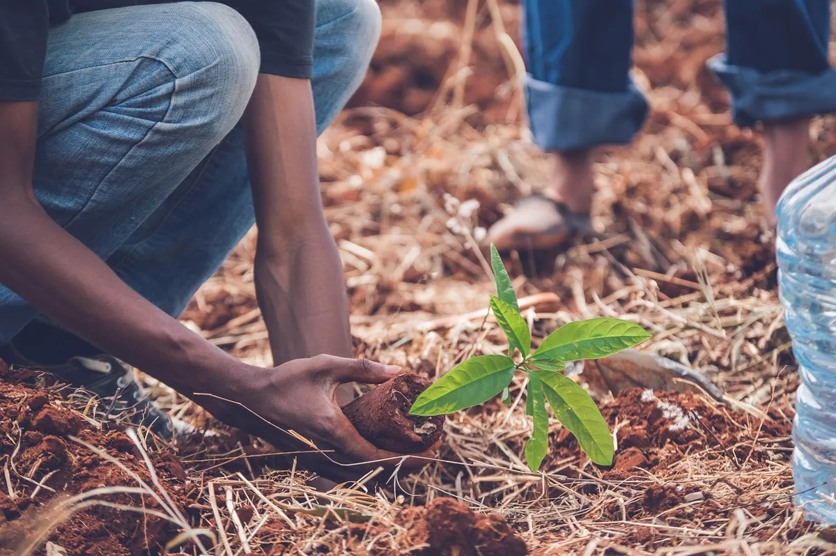 Jeune arbre planté dans une terre préparée