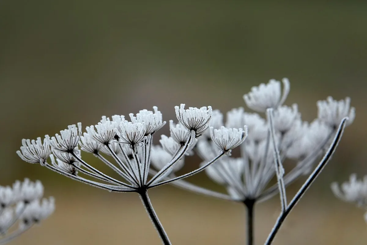 Plantes du jardin touchées par le givre en hiver