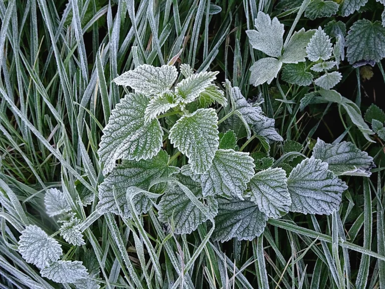 Feuilles couvertes de givre pendant une gelée hivernale