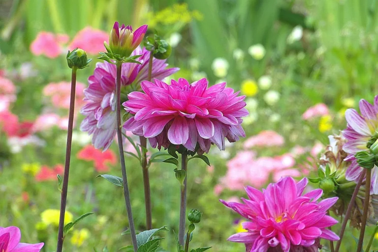 Fleurs colorées cultivées en massif au jardin