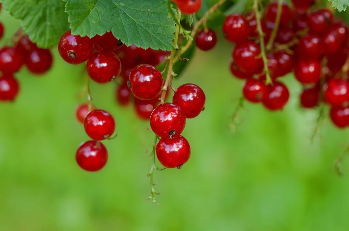 Grappes de groseilles rouges sur une branche feuillée