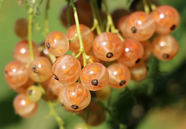 Grappes de groseilles claires mûres sur un arbuste