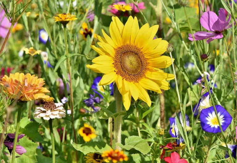 Massif fleuri installé dans un jardin en fin de saison