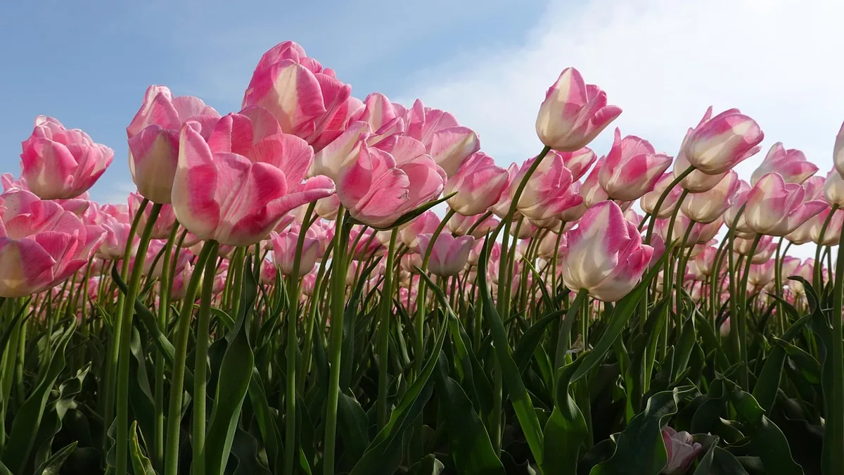 Champ de tulipes roses en fleurs au printemps