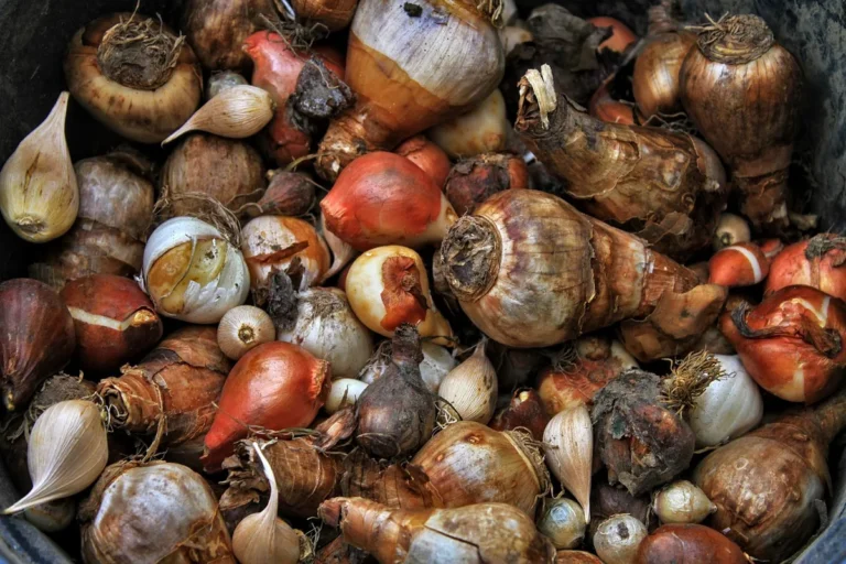 Bulbes de tulipes préparés pour une plantation d’automne